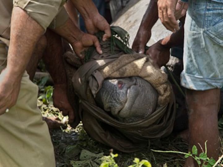 Kaziranga loses 17 adult rhinos to floods, asks public to help care for orphaned baby rhinos