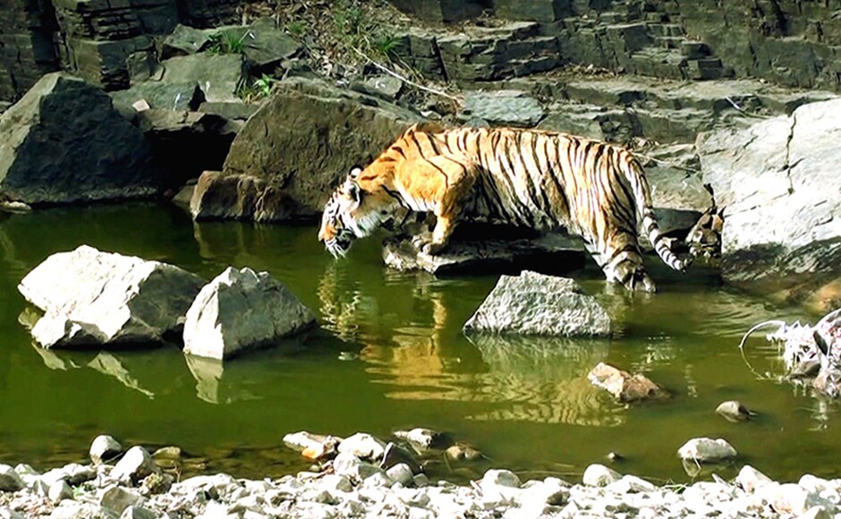 An extremely rare event in the afternoon of 27 June, 2003 was just the beginning of Machhli’s rise to stardom. She challenged and successfully killed a crocodile in her territory. An extremely rare event in the afternoon of 27 June, 2003 was just the beginning of Machhli’s rise to stardom. She challenged and successfully killed a crocodile in her territory.