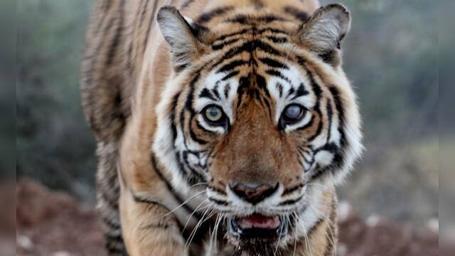 Ranthambore's queen Machhli, perhaps the most photographed tigress on ...