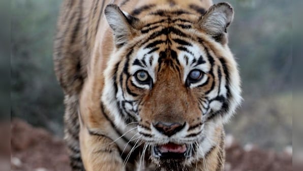 Machhli, Queen of Ranthambore and perhaps the most photographed tigress on earth: An obituary