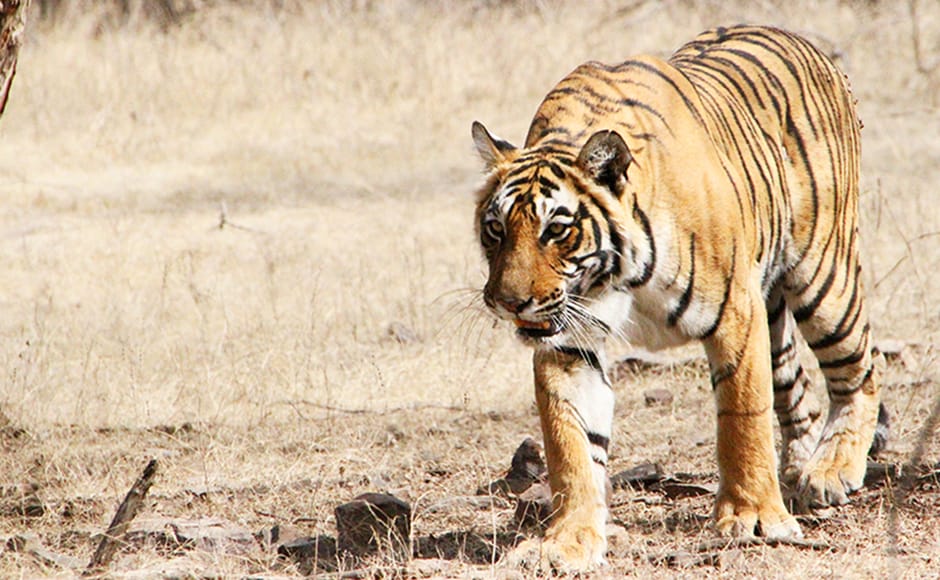 Ranthambore's queen Machhli, perhaps the most photographed tigress on ...