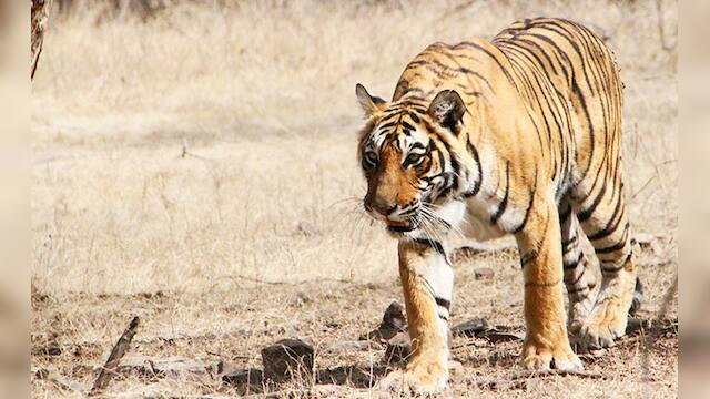 Ranthambore's queen Machhli, perhaps the most photographed tigress on ...