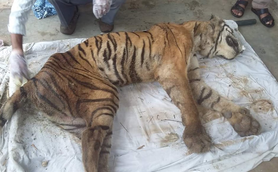Machhli was found starving and laying down on her side in a bamboo patch near the boundary of the park. The Tigress had been sick for the past few weeks and had stopped eating. Firstpost / Hemraj Meena Machhli was found starving and laying down on her side in a bamboo patch near the boundary of the park. The Tigress had been sick for the past few weeks and had stopped eating. Firstpost / Hemraj Meena