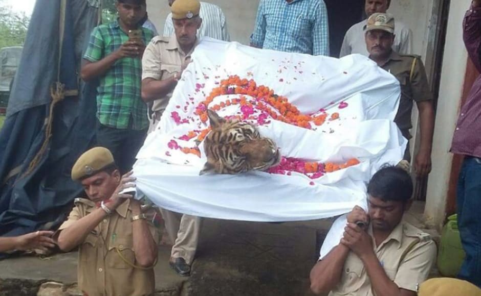 The tigress had crossed the average life span of Endangered Royal Bengal tigers who live on average for 10 to 15 years. Firstpost / Hemraj Meena The tigress had crossed the average life span of Endangered Royal Bengal tigers who live on average for 10 to 15 years. Firstpost / Hemraj Meena