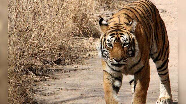 Ranthambore's queen Machhli, perhaps the most photographed tigress on ...