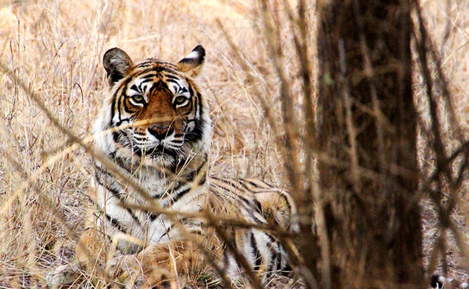 Machhli, photographed by thousands of tourists over the years at Ranthambore National Park, died on Thursday, days after she stopped eating. Machhli, photographed by thousands of tourists over the years at Ranthambore National Park, died on Thursday, days after she stopped eating.