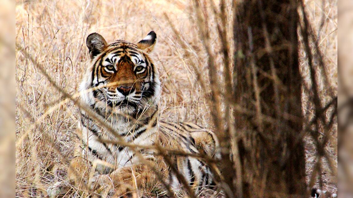 Ranthambore's queen Machhli, perhaps the most photographed tigress on ...