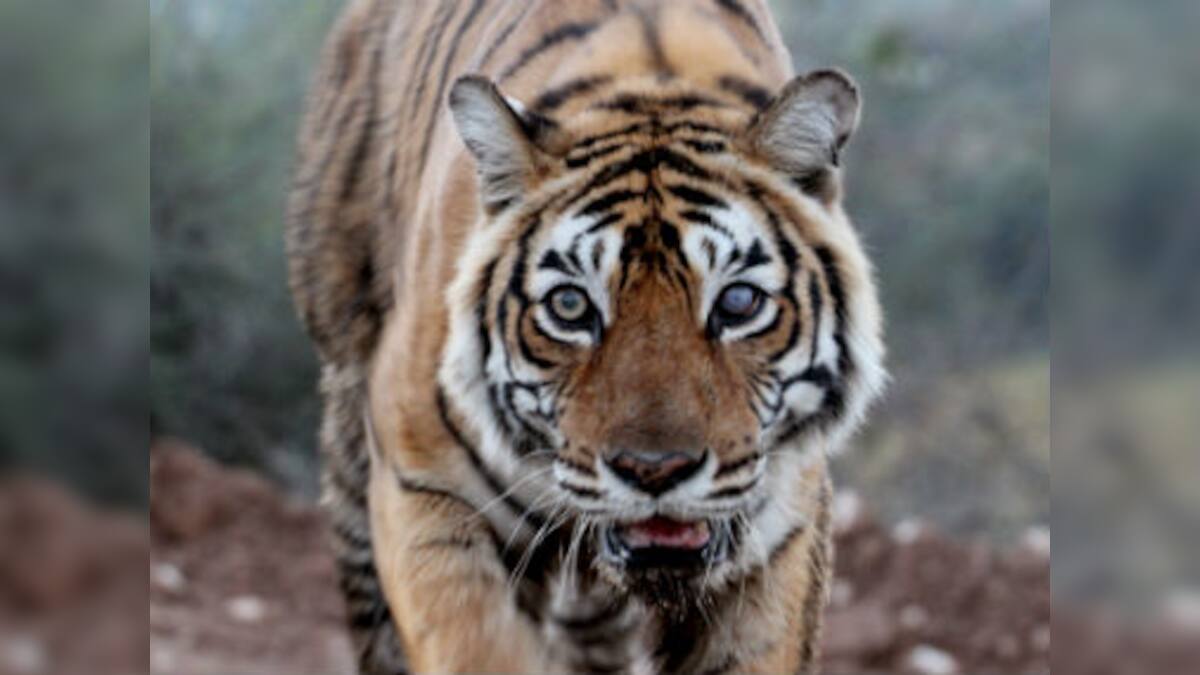 Machhli of Ranthambore, India's most photographed tiger, dies at 19 ...