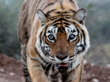 Machhli of Ranthambore, India's most photographed tiger, dies at 19 Machhli of Ranthambore, India's most photographed tiger, dies at 19