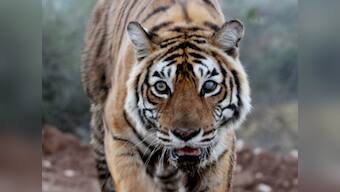Machhli of Ranthambore, India's most photographed tiger, dies at 19