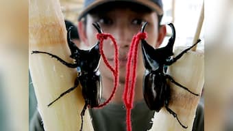 Stag beetles are vital for ecosystem, time India cracked down on their smuggling