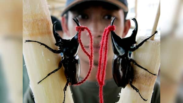 Stag beetles are vital for ecosystem, time India cracked down on their smuggling