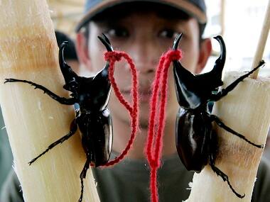 Stag beetles are vital for ecosystem, time India cracked down on their smuggling