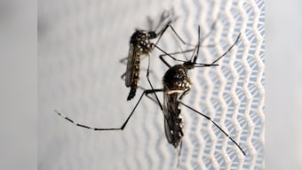 Zika virus outbreak in Rajasthan: 29 people test positive for disease in Jaipur; health ministry says 'everything under control'