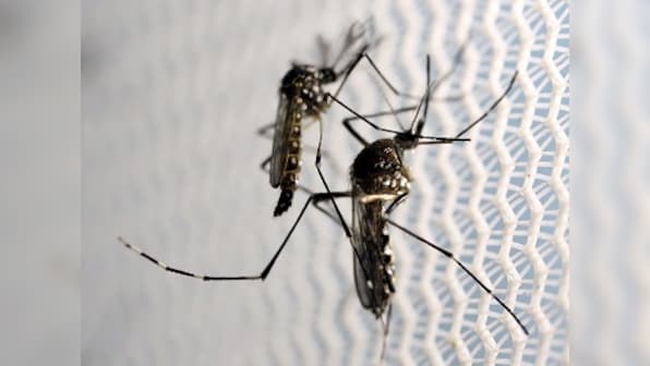 Zika virus outbreak in Rajasthan: 29 people test positive for disease in Jaipur; health ministry says 'everything under control'