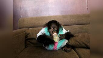 Orangutan in Swedish zoo can predict taste of new drink, just like humans