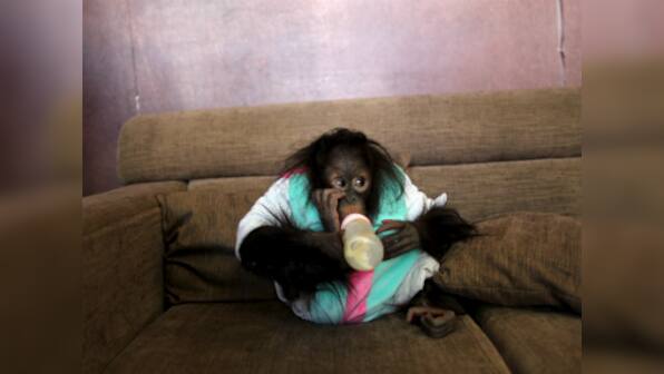 Orangutan in Swedish zoo can predict taste of new drink, just like humans