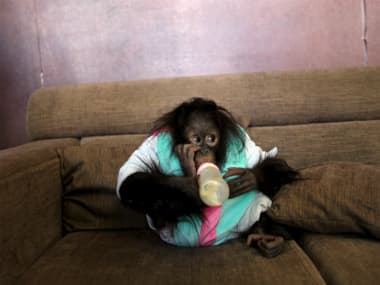 Orangutan in Swedish zoo can predict taste of new drink, just like humans
