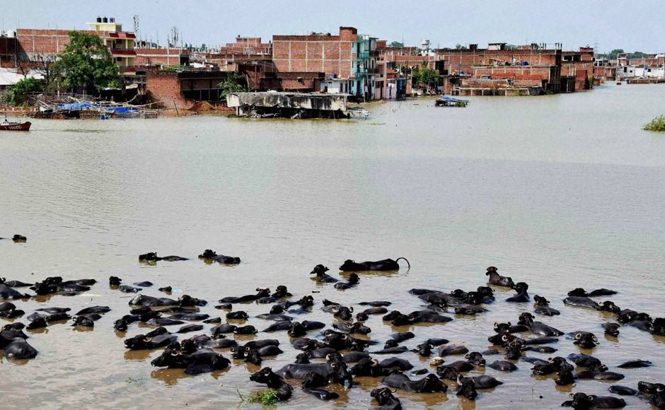 Allahabad has also been experiencing floods in low-lying areas. Ganga has breached the danger mark in the Elgin bridge area. A herd of buffalos take bath in the flood waters at Chota Baghara area in Allahabad. Most houses in the area were also submerhed. Photo: PTI Allahabad has also been experiencing floods in low-lying areas. Ganga has breached the danger mark in the Elgin bridge area. A herd of buffalos take bath in the flood waters at Chota Baghara area in Allahabad. Most houses in the area were also submerhed. Photo: PTI