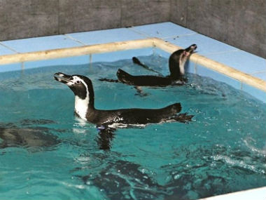 Humboldt penguin dies in Mumbai zoo, three months after arrival from South Korea Humboldt penguin dies in Mumbai zoo, three months after arrival from South Korea