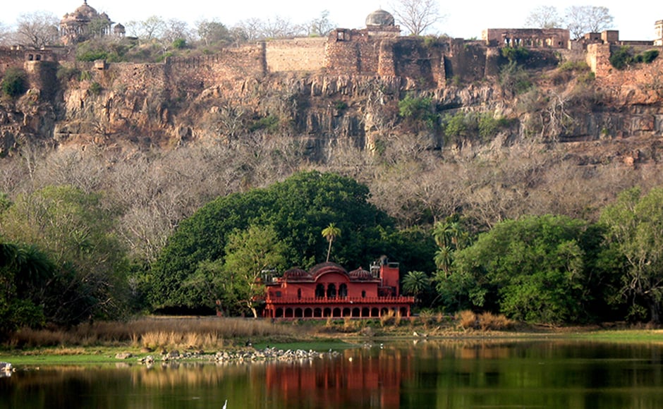 Machhli had given birth to nine cubs during her time at Ranthambore; in a country where tiger conservationists seem to be slowly losing the battle against falling numbers, her contribution to the rising population of tigers in the reserve only adds to the legend of Machli — Rajasthan has just 52 tigers. (Above) The imposing fort at Ranthambore casts a giant shadow over Jogi Mahal. Machhli had given birth to nine cubs during her time at Ranthambore; in a country where tiger conservationists seem to be slowly losing the battle against falling numbers, her contribution to the rising population of tigers in the reserve only adds to the legend of Machli — Rajasthan has just 52 tigers. (Above) The imposing fort at Ranthambore casts a giant shadow over Jogi Mahal.