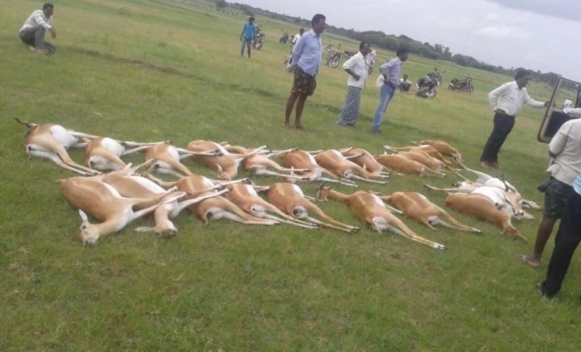26 black bucks die due to poisoning in Telangana: Raises questions about pesticide usage 26 black bucks die due to poisoning in Telangana: Raises questions about pesticide usage