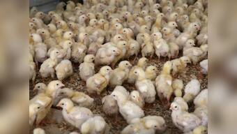 Here’s why beak trimming of chicks in poultry farms is a senseless act of cruelty