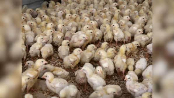 Here’s why beak trimming of chicks in poultry farms is a senseless act of cruelty