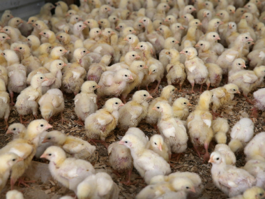 Here’s why beak trimming of chicks in poultry farms is a senseless act of cruelty Here’s why beak trimming of chicks in poultry farms is a senseless act of cruelty