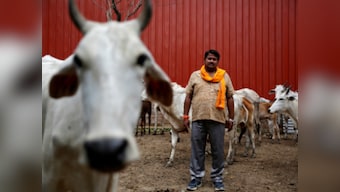 Legitimising the cow vigilantism? Maharashtra govt to issue official IDs to 'gau rakshaks'