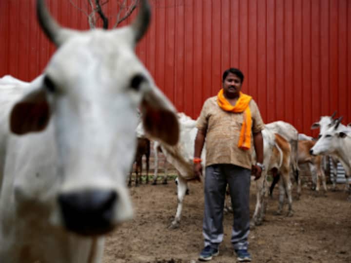 Legitimising the cow vigilantism? Maharashtra govt to issue official IDs to 'gau rakshaks'
