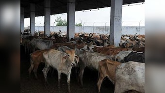 Hingonia rehabilitation centre: Rajasthan govt suspends 2 officials after death of cows