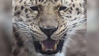 Watch: Leopard breaks into hotel room in Nainital, scares guests and calmly leaves