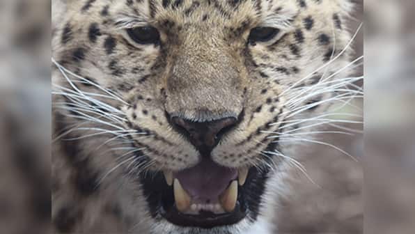 Watch: Leopard breaks into hotel room in Nainital, scares guests and calmly leaves