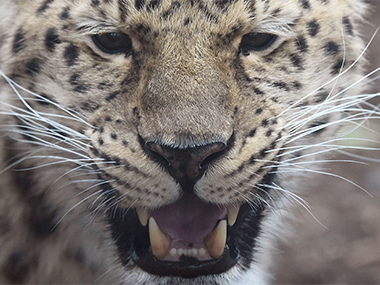 Watch: Leopard breaks into hotel room in Nainital, scares guests and calmly leaves Watch: Leopard breaks into hotel room in Nainital, scares guests and calmly leaves