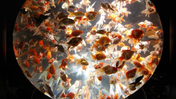 Aquatic life or glass prison? Aquariums are healthy, that's a myth