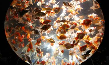 Aquatic life or glass prison? Aquariums are healthy, that's a myth