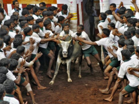 Jallikattu: Supporters organise rally in Chennai for seeking permission to hold bull-taming sport Jallikattu: Supporters organise rally in Chennai for seeking permission to hold bull-taming sport