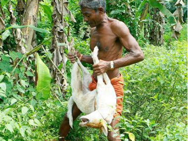 Supreme Court seeks Kerala's response on public display of dead stray dogs Supreme Court seeks Kerala's response on public display of dead stray dogs