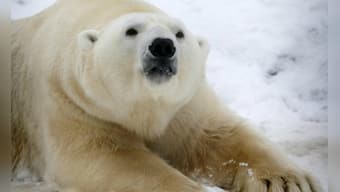 Russian scientists trapped by polar bears receive emergency supplies