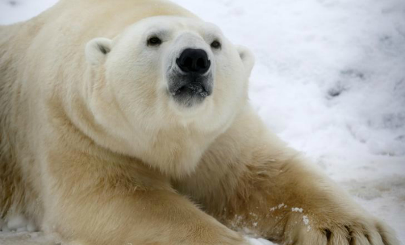 Russian scientists trapped by polar bears receive emergency supplies Russian scientists trapped by polar bears receive emergency supplies