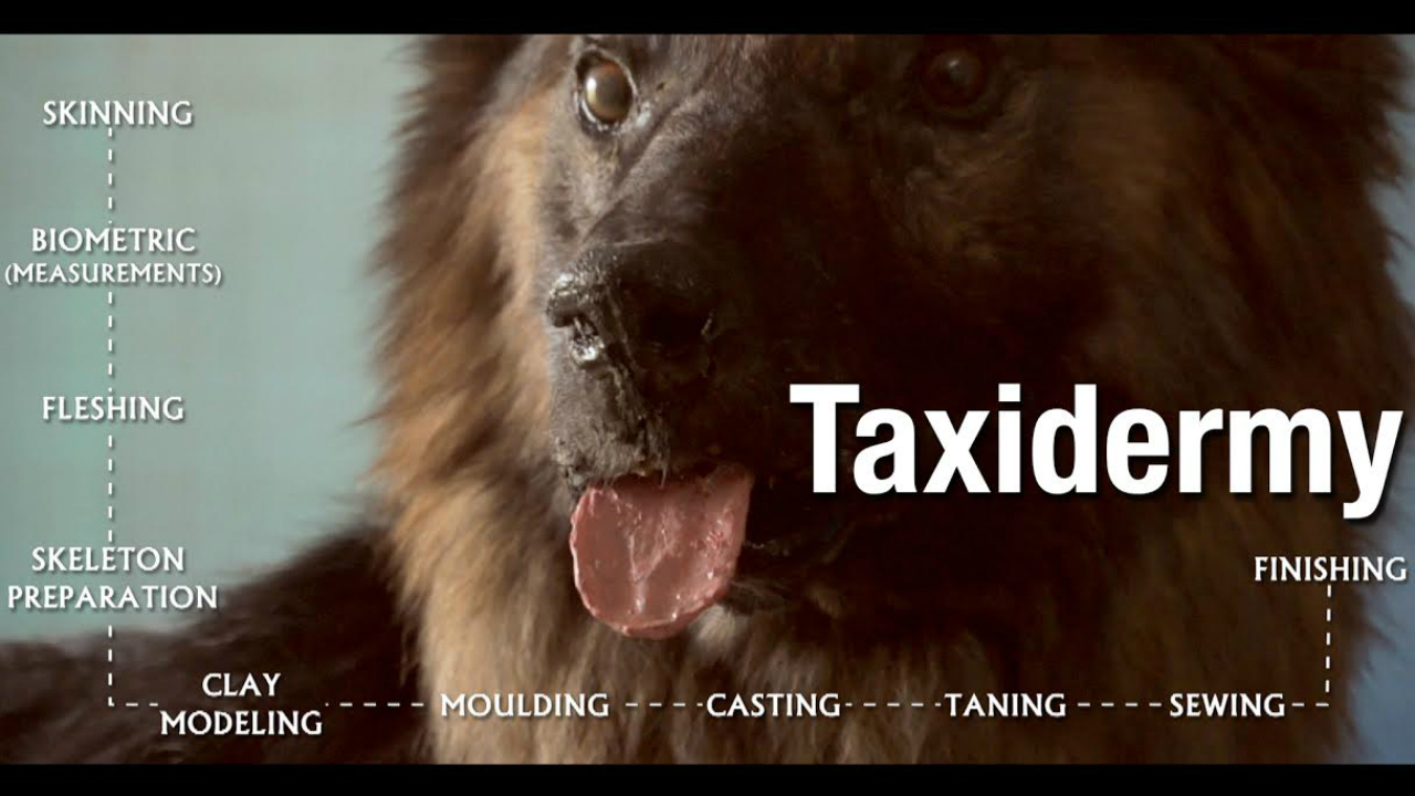 Slice Of Life: Taxidermy and the lesser-known art of bringing back the dead Slice Of Life: Taxidermy and the lesser-known art of bringing back the dead