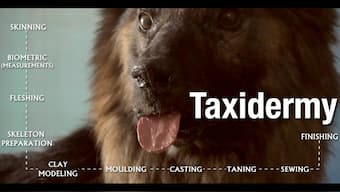 Slice Of Life: Taxidermy and the lesser-known art of bringing back the dead