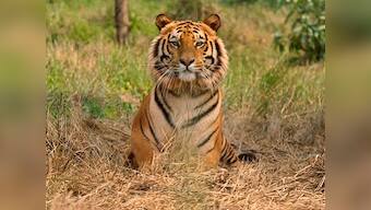 Rs 9,393 cr Ken-Betwa river linking project, first of its kind, gets wildlife board approval