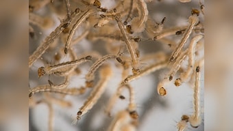 After three cases of Zika virus in Gujarat, government says 'there's no reason to worry'