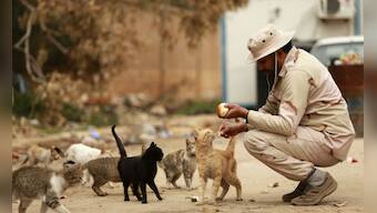 Know special powers of your feline: Did you know cats helped researchers predict earthquakes?