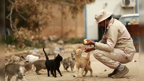 Know special powers of your feline: Did you know cats helped researchers predict earthquakes?