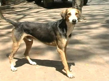 World Rabies Day: Vaccinate the stray dogs, don't kill them, say experts World Rabies Day: Vaccinate the stray dogs, don't kill them, say experts