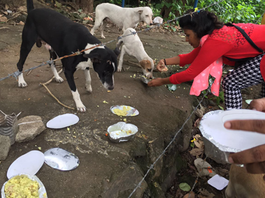 Mumbai family creates a birthday buzz, feeds 1,200 stray dogs to celebrate Mumbai family creates a birthday buzz, feeds 1,200 stray dogs to celebrate