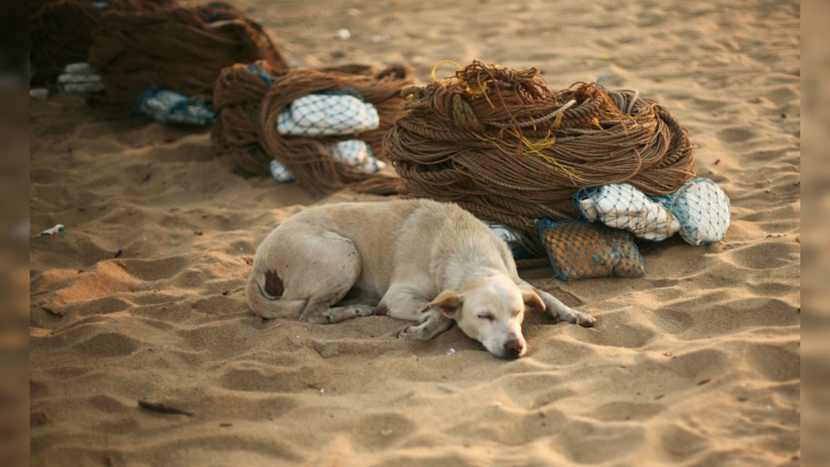 Dogs with maggot infestations: How can you help your pet and what  precautions to take – Firstpost